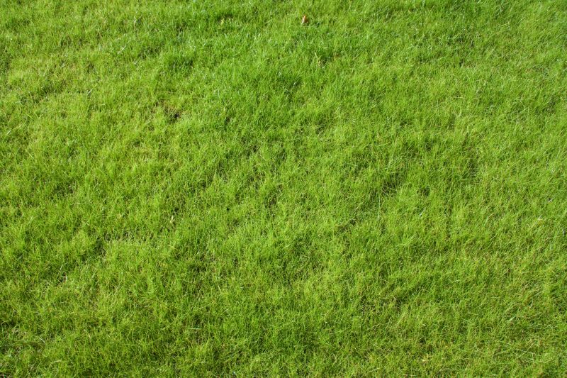 Commercial Lawn Seeding