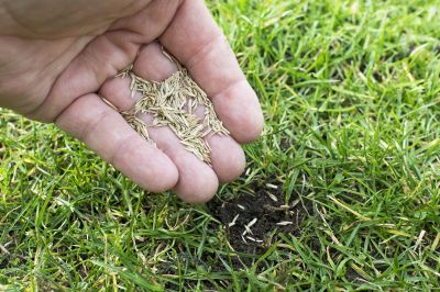 Commercial Lawn Seeding