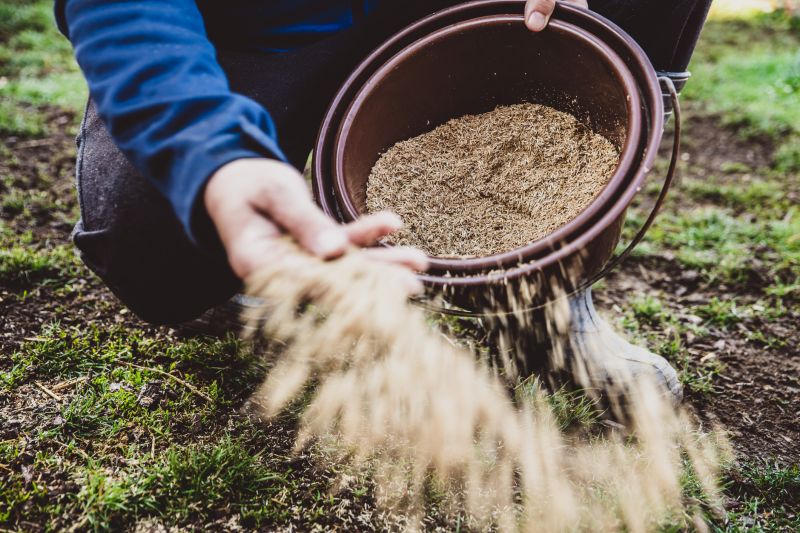 Commercial Lawn Seeding