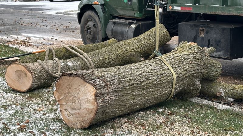 Commercial Tree Removal