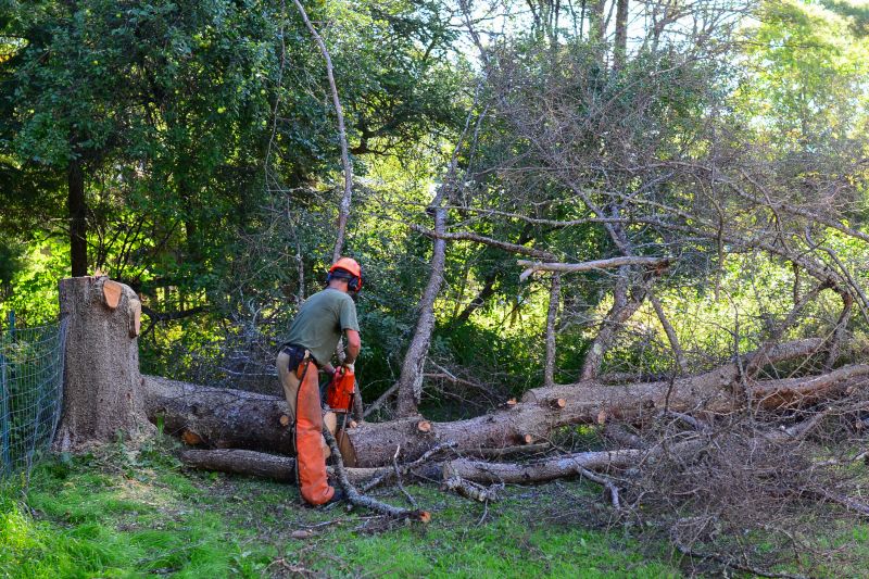 Commercial Tree Removal