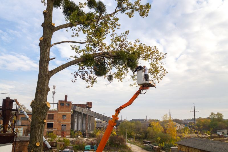 General Tree Service
