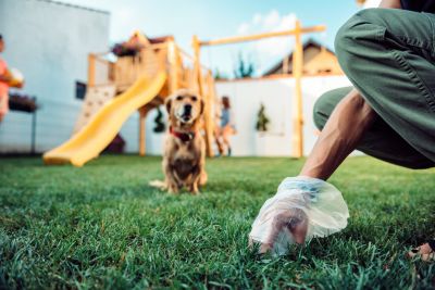 Lawn Cleanup