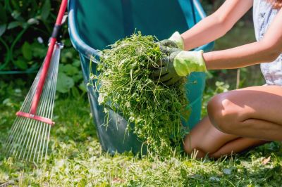 Lawn Cleanup
