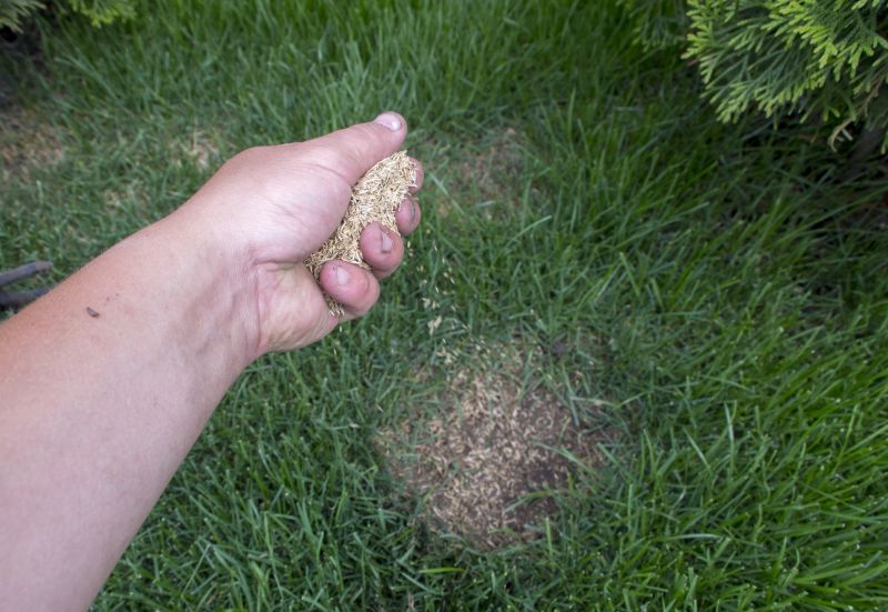 Lawn Seeding