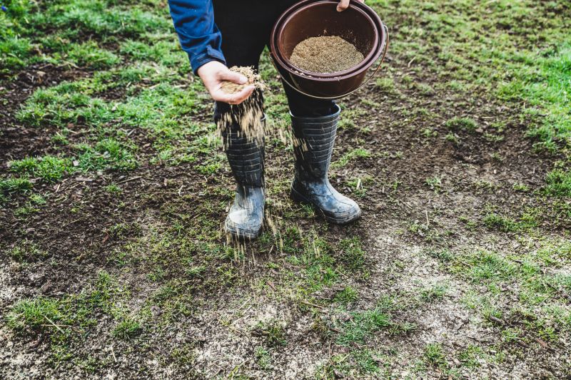 Lawn Seeding