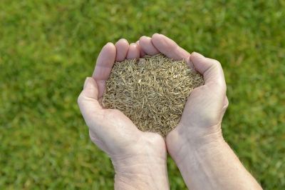 Lawn Seeding