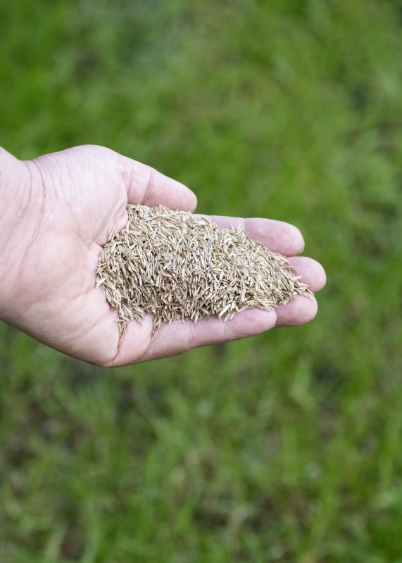 Lawn Seeding