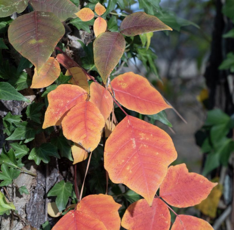 Poison Ivy Removal