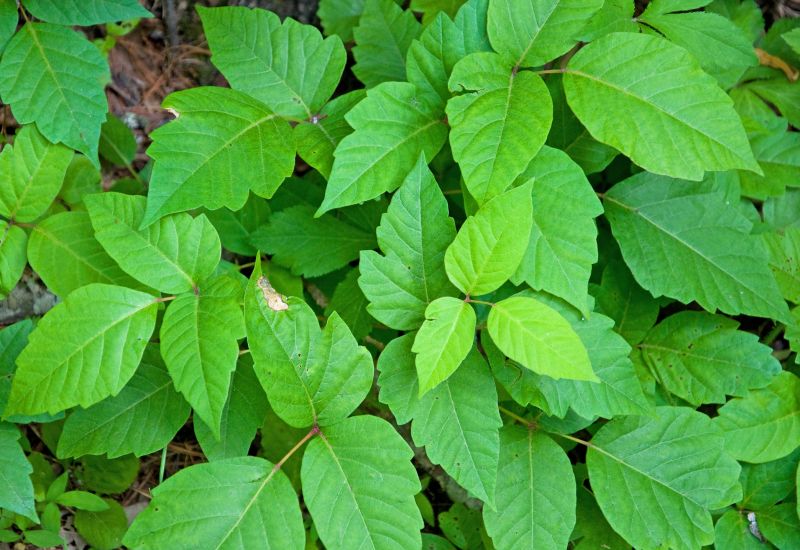 Poison Ivy Removal