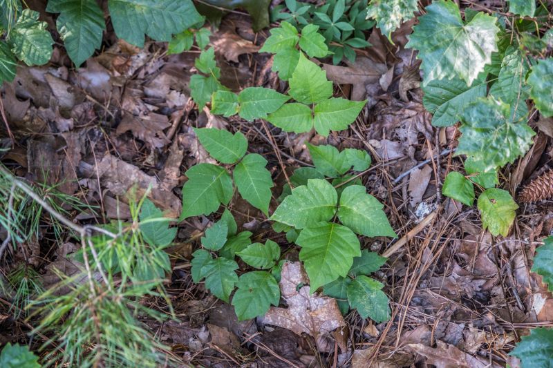 Poison Ivy Removal