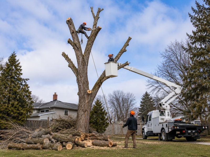 Tree Removal