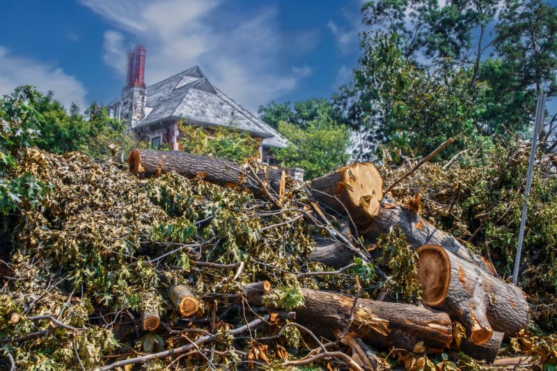 Tree Removal